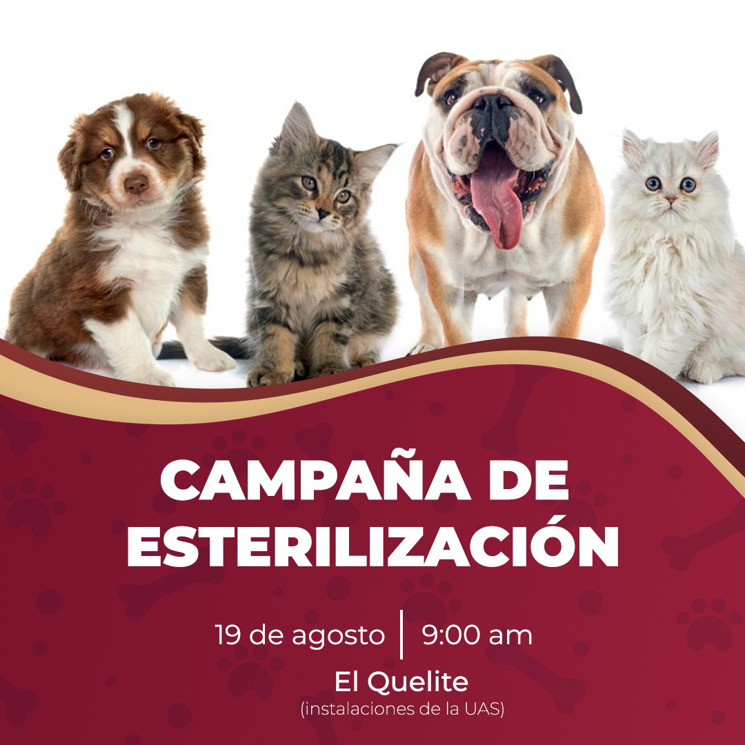 Dirección de Ecología realizará campaña de esterilización en el Quelite este viernes