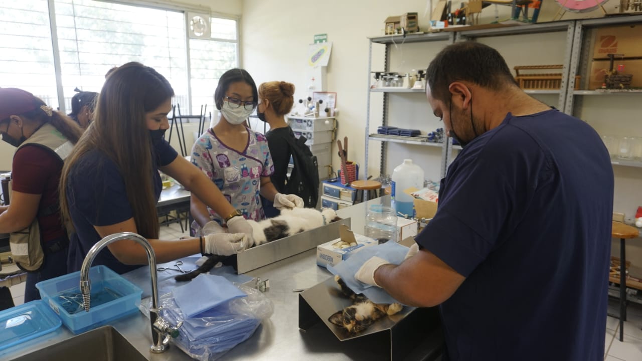 CEBICA atiende alrededor de 20 animales con campaña de esterilización en El Quelite