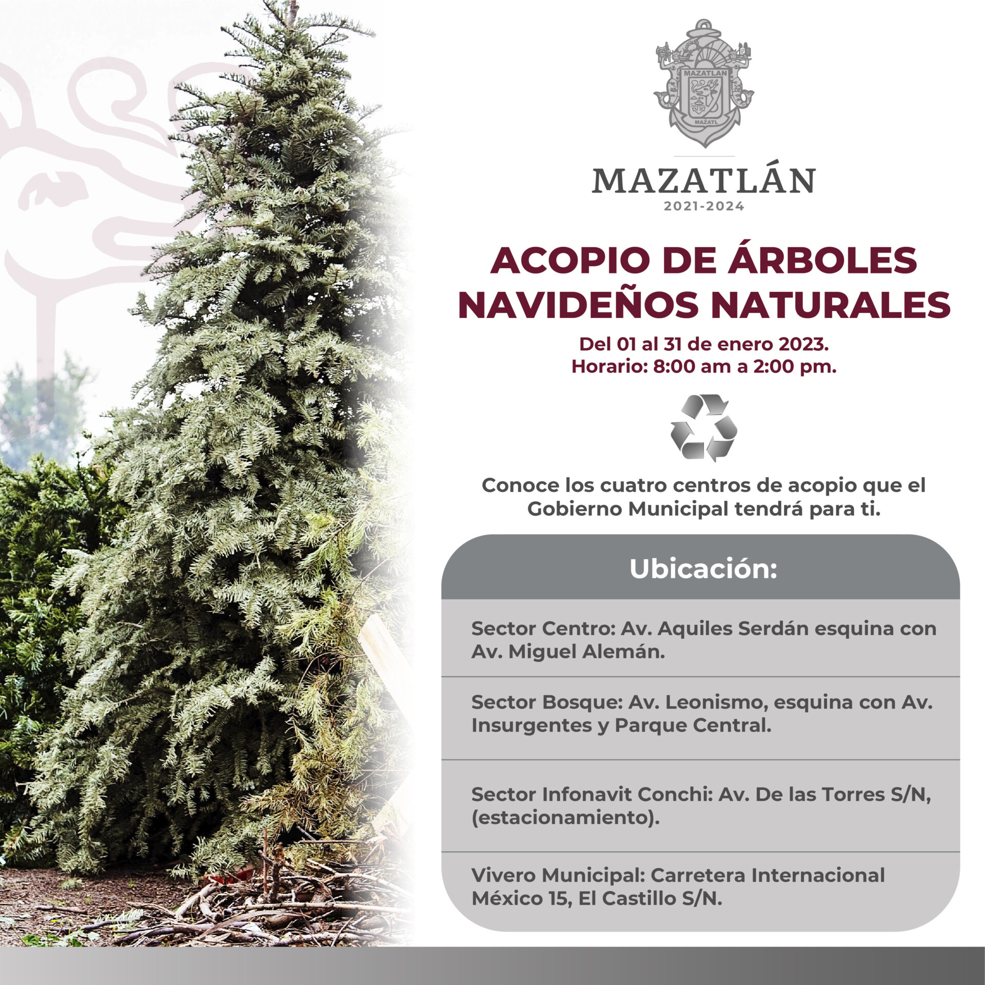 ¡No los tires! Servicios públicos continúa con la recolección de pinos navideños.