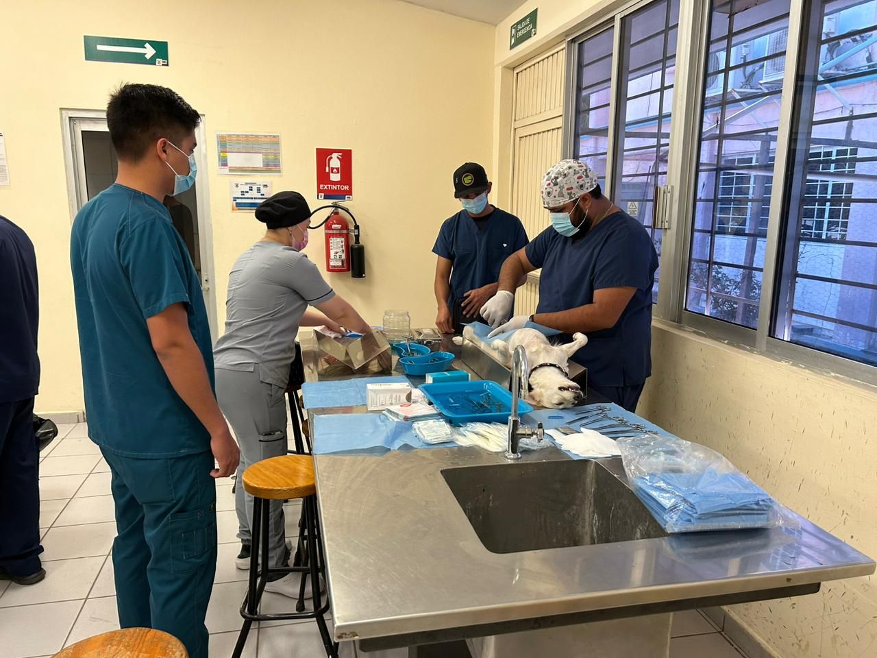 *Realiza Ecología una campaña de esterilización de perros en Villa Unión*