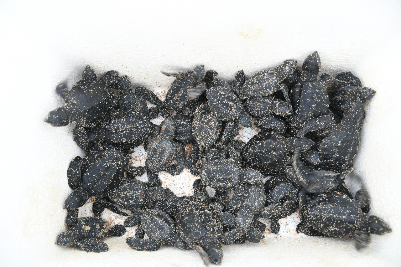 Inicia temporada de anidación de tortugas marinas en el puerto.