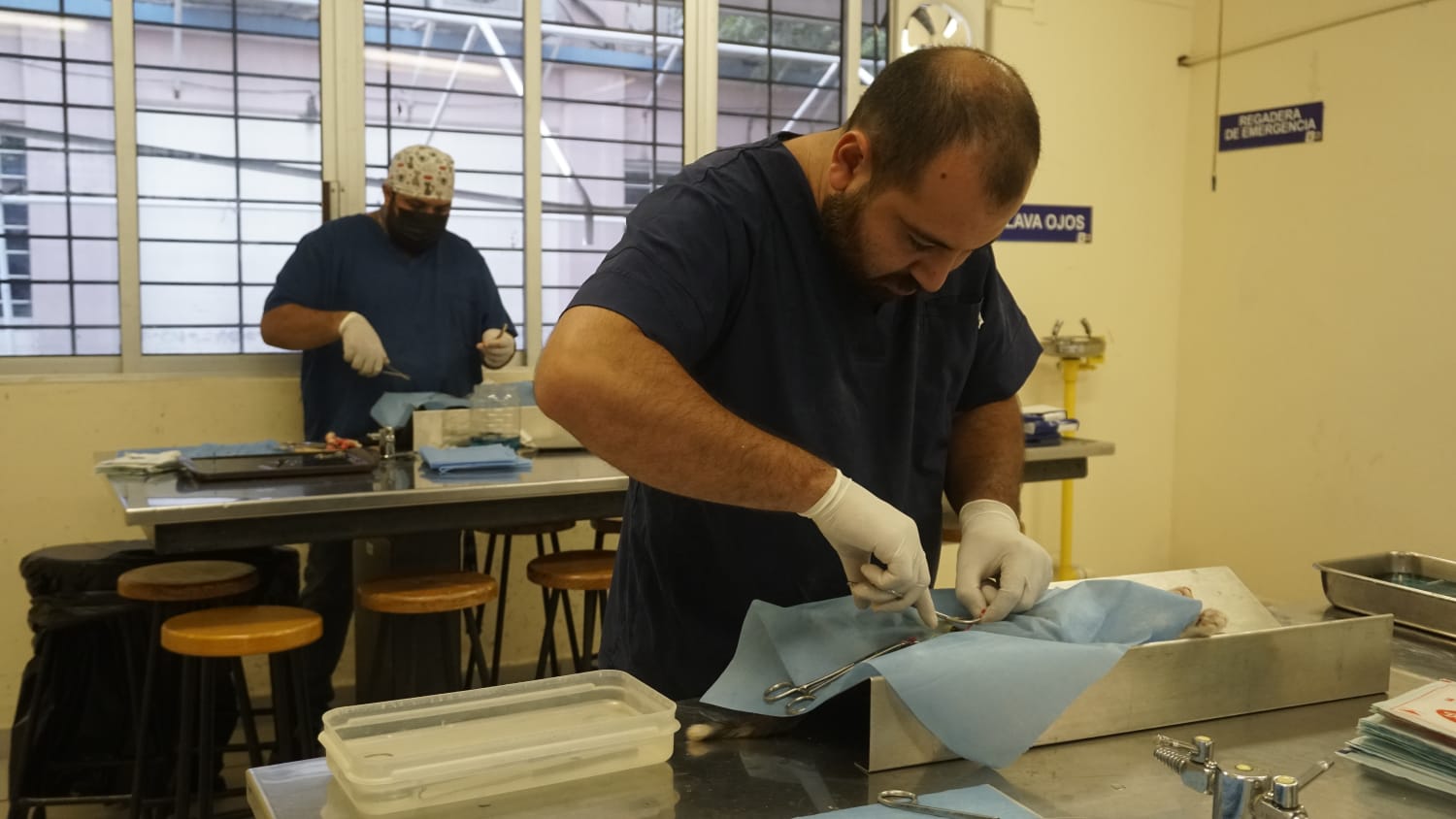 Realiza Ecología campaña de esterilización de perros y gatos en Villa Unión.