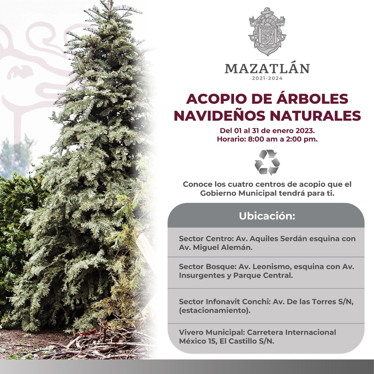 Transforma tu árbol de navidad y protege el medio ambiente.