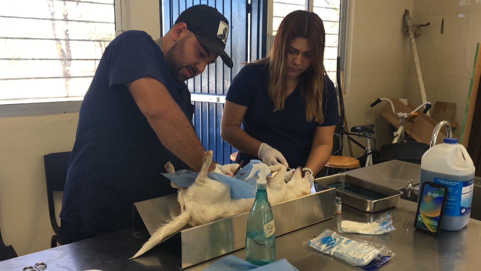 Llega campaña de esterilización al Quelite