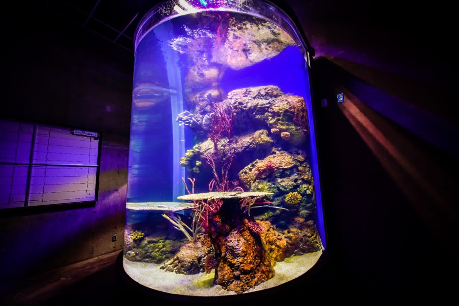 Gran Acuario Mar de Cortés listo para abrir sus puertas en el abril de 2023