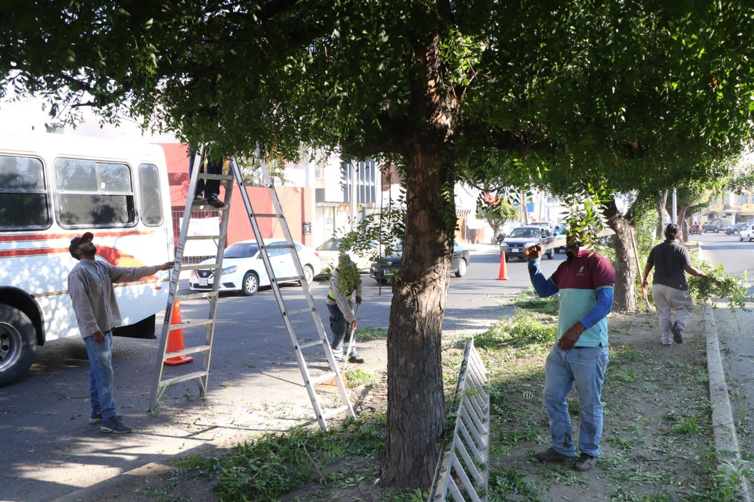 Ecología, Servicios Públicos y Protección Civil trabajan en la valoración de sanidad forestal