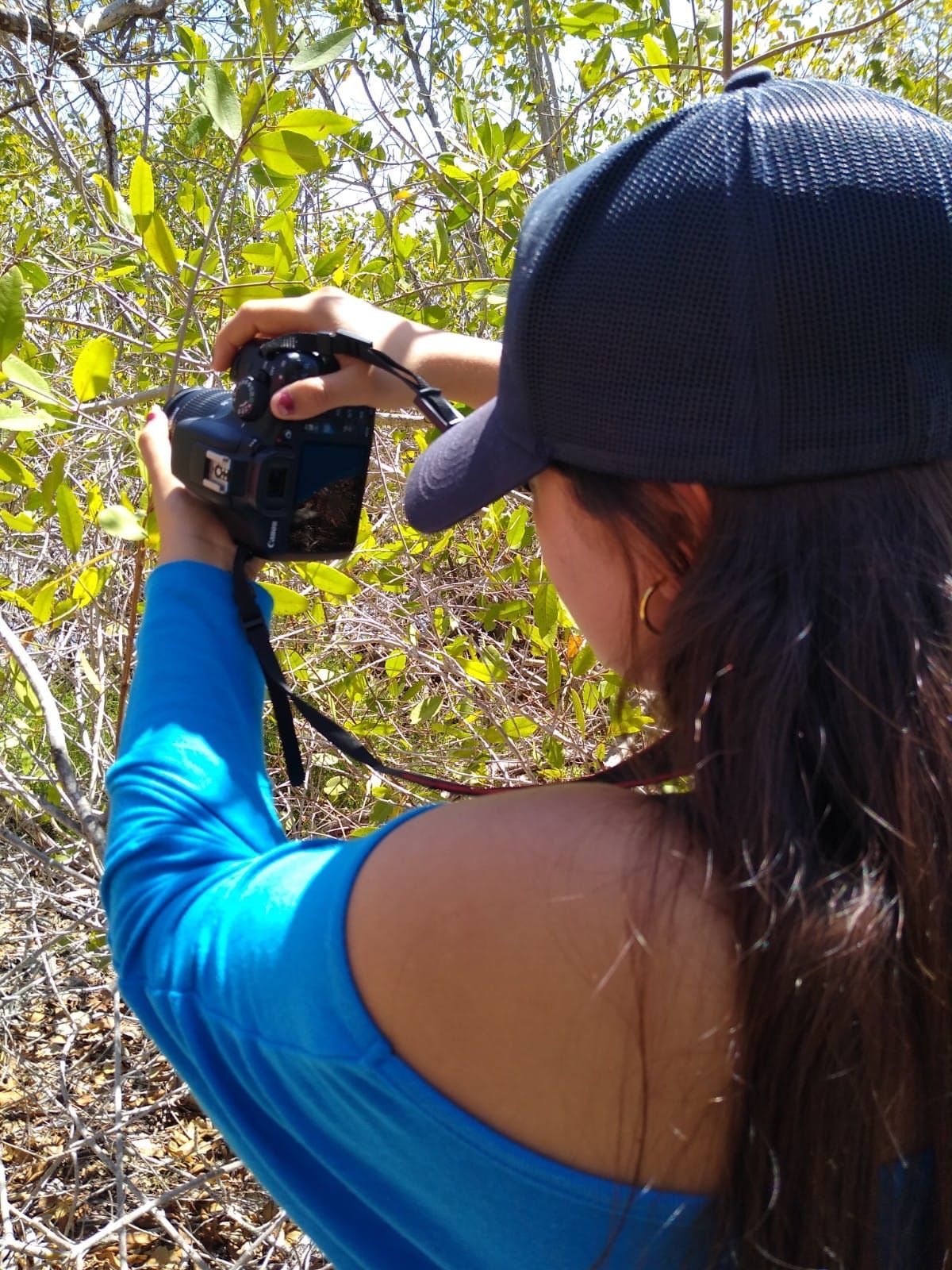 Mazatlán cuatro veces campeón nacional en observaciones del Reto Naturalista