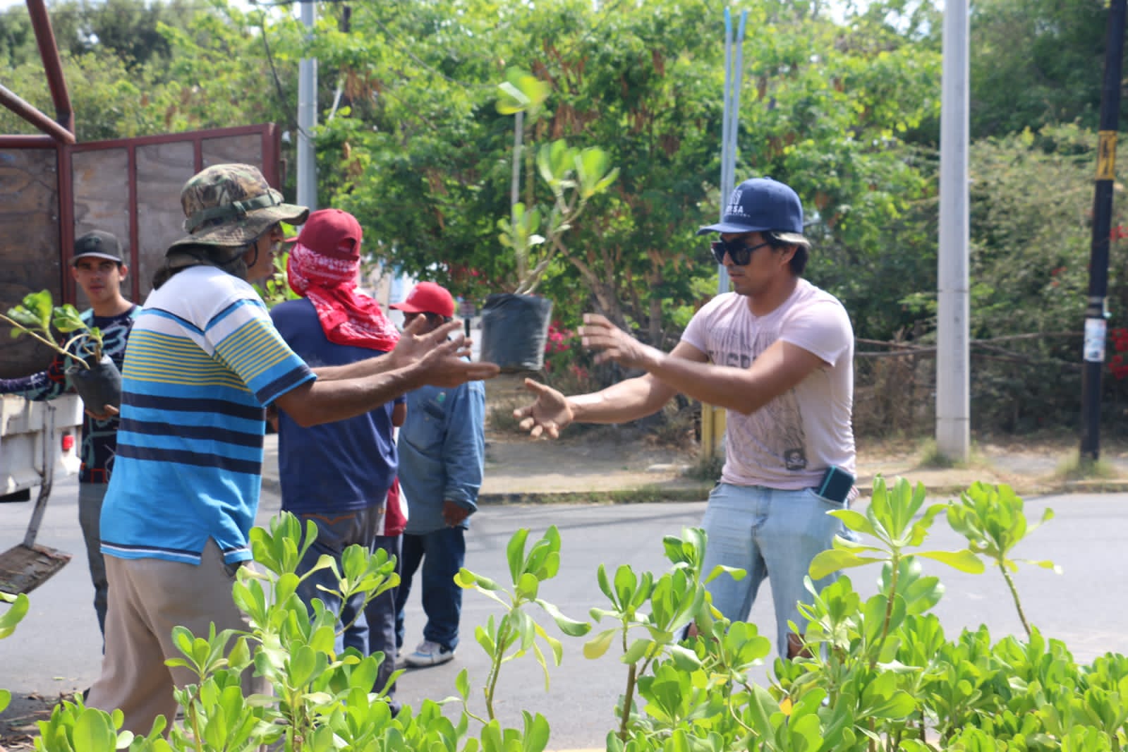 Plantan ornatos en camellón central de avenida Leonismo.